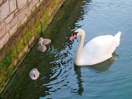 Image result for Sussex Swans
