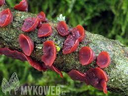 Attēlu rezultāti vaicājumam “Cytidia salicina”