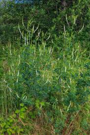 Attēlu rezultāti vaicājumam “Melilotus albus leaf”