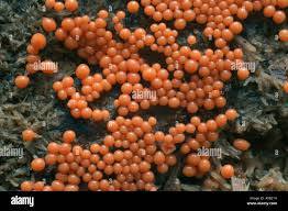 Attēlu rezultāti vaicājumam “Trichia erecta macro”