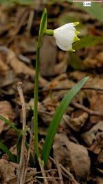 Attēlu rezultāti vaicājumam “Leucojum vernum var. carpathicum”