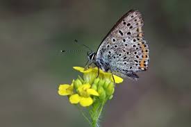 Attēlu rezultāti vaicājumam “Lycaena tityrus male”