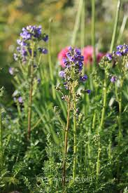 Attēlu rezultāti vaicājumam “Polemonium caeruleum bud”