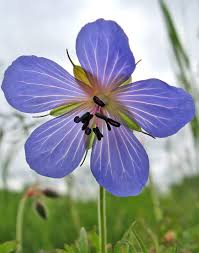 Attēlu rezultāti vaicājumam “xComagaria rosea  flower”