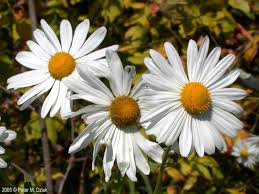 Image result for Leucanthemella serotina