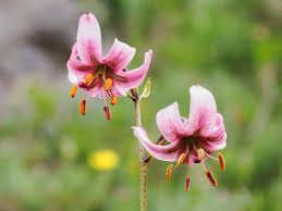 Attēlu rezultāti vaicājumam “Lilium martagon”