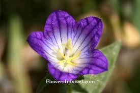 Image result for Campanula strigosa