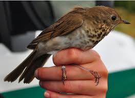 Image result for Catharus minimus