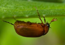 Attēlu rezultāti vaicājumam “Serica brunnea”