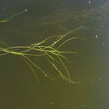 Attēlu rezultāti vaicājumam “Stuckenia filiformis bud”