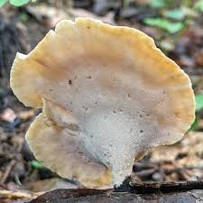 Attēlu rezultāti vaicājumam “Polyporus varius”