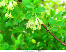 Attēlu rezultāti vaicājumam “Lonicera caerulea var. pallasii flower”