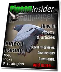 Image result for Meridian Racing Pigeon Lofts