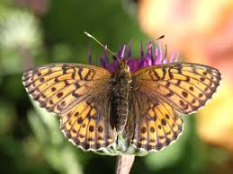 Attēlu rezultāti vaicājumam “Boloria titania upperside”