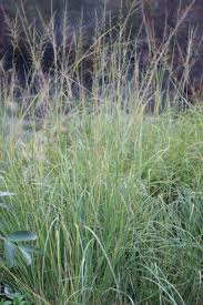 Attēlu rezultāti vaicājumam “Schistidium robustum sporophyte”