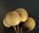 Attēlu rezultāti vaicājumam “Arcyria imperialis”