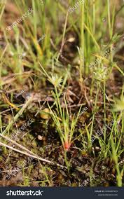 Attēlu rezultāti vaicājumam “Juncus capitatus”