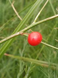 Attēlu rezultāti vaicājumam “Asparagus officinalis fruit”