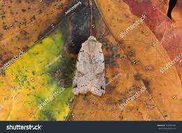 Attēlu rezultāti vaicājumam “Agrochola litura”