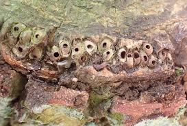 Attēlu rezultāti vaicājumam “Andricus quercuscorticis”