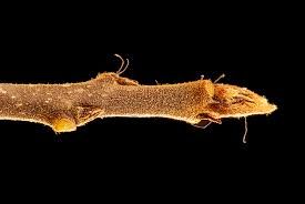 Attēlu rezultāti vaicājumam “Frangula alnus bud”