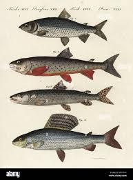 Image result for Coregonus lavaretus oxyrinchus