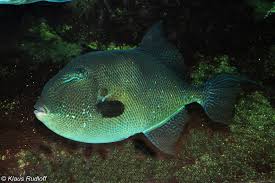 Image result for Balistes capriscus