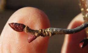 Attēlu rezultāti vaicājumam “Corylus avellana bud”