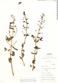 Image result for Alonsoa linearis