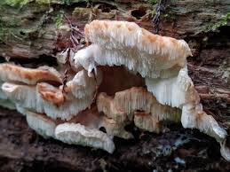 Attēlu rezultāti vaicājumam “Leptoporus mollis”