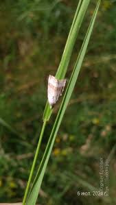 Attēlu rezultāti vaicājumam “Nola aerugula”