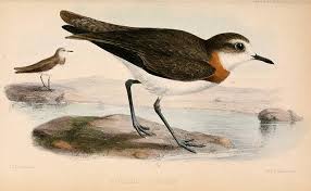 Image result for Charadrius asiaticus