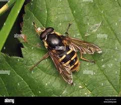 Attēlu rezultāti vaicājumam “Sericomyia silentis”