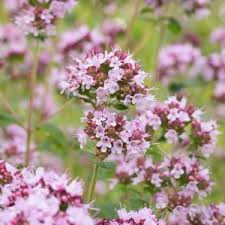 Attēlu rezultāti vaicājumam “Daucus sativus flower”