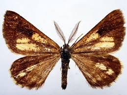 Attēlu rezultāti vaicājumam “Bupalus piniaria male”