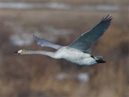 Attēlu rezultāti vaicājumam “Cygnus cygnus juvenile”