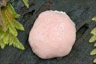 Attēlu rezultāti vaicājumam “Reticularia jurana”