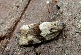 Attēlu rezultāti vaicājumam “Lozotaenia forsterana”