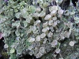 Attēlu rezultāti vaicājumam “Cladonia fimbriata”