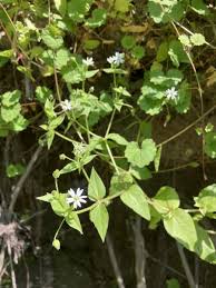 Attēlu rezultāti vaicājumam “Myosoton aquaticum flower”