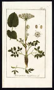 Attēlu rezultāti vaicājumam “Laserpitium latifolium flower”