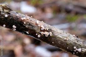 Attēlu rezultāti vaicājumam “Lachnellula willkommii”