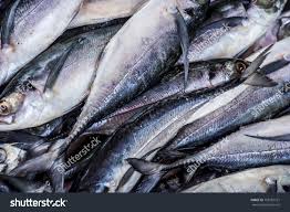 Image result for Scomberomorus cavalla