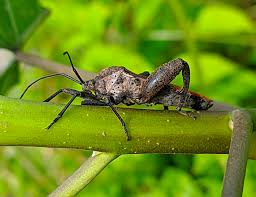 Attēlu rezultāti vaicājumam “Thecabius affinis imago”