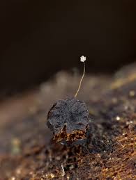 Attēlu rezultāti vaicājumam “Licea minima macro”