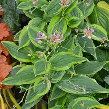 Image result for Tricyrtis `Black Beauty`