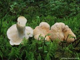 Attēlu rezultāti vaicājumam “Hydnum repandum”