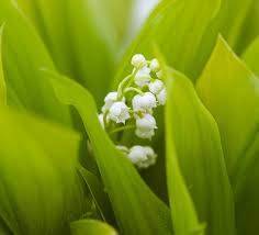 Attēlu rezultāti vaicājumam “Convallaria majalis flower”