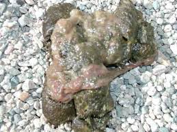 Image result for cestoda excrement dog