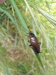 Attēlu rezultāti vaicājumam “Ectobius sylvestris male”